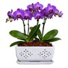 Sanmudecor Orchid Pot, White, 10 Inch, Rectangular Planter Flower Pot