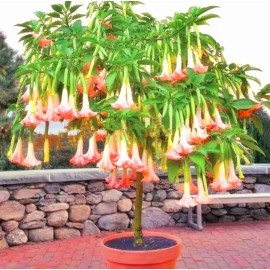 Seed-Top 100 Datura Flower seeds Angels Trumpet Mix Color Double Brugmansia