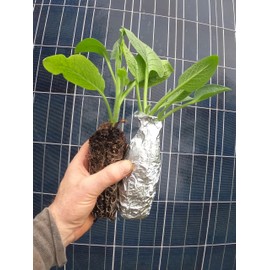 Comfrey - Live Plants (Symphytum ×  uplandicum) - Bocking 4 - Ready to Plant