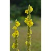 Pure Herbs: Mullein Leaf - 4 oz.