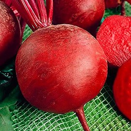 NIKA SEEDS - Vegetable Beet Red Ball Round Beetroot Heirloom for Canning - 100 Seeds