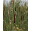 15000 Typha Latifolia Cattail Seeds - Common Cat Tail -