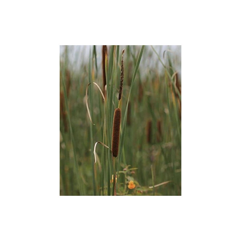 15000 Typha Latifolia Cattail Seeds - Common Cat Tail -