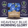 Morning Glory Seeds Heavenly Blue - Large 1 Ounce Packet