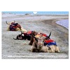 Yaks - on Stony Paths (Wall Calendar 2026 DIN A4