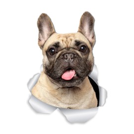 Winston & Bear Loveable French Bulldog Dog Wall Decals - 2 Pack - Frenchie Dog Toilet Sticker – 3D Dog Car Window and Bumper Sticker - Retail Packaged French Bulldog Gifts