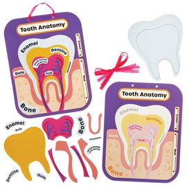 Baker Ross FN440 Human Tooth Anatomy Kits - Pack of 4, STEM, Science, Health and Learning Aids for Kids and Schools