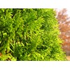 Thuja Arborvitae Blue Cone | 10 Live Trees | Evergreen