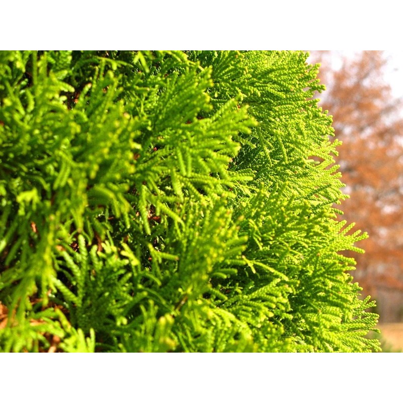 Thuja Arborvitae Blue Cone | 10 Live Trees | Evergreen