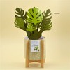 PinesFamily G12-3D Pop Up Monstera Card for birthday, decoration, thank