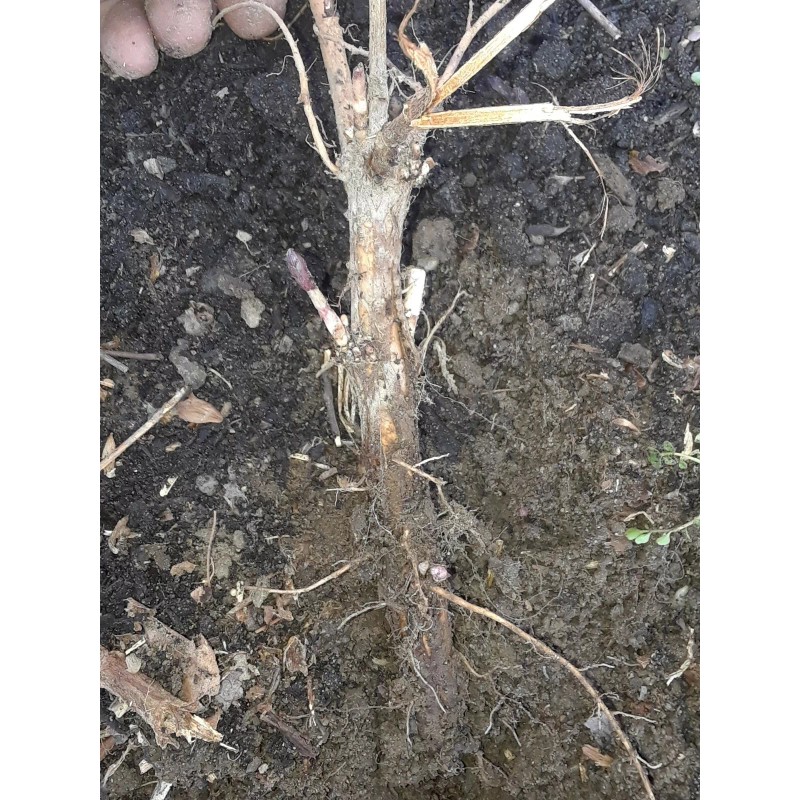 4 Cascade Hop rhizomes Fresh Dug As Ordered