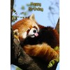 Red Panda Birthday Card