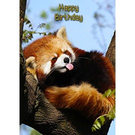 Red Panda Birthday Card