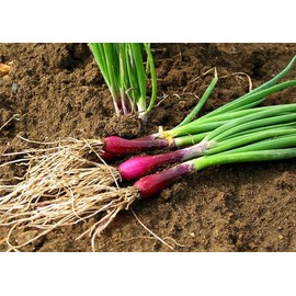 TomorrowSeeds - Red Beard Spring Onion Seeds - 500+ Count - for 2025 Planting Purple Scallion Splitting Chinese Garlic Chives Green Onions Perennial Asian Vegetable Grow Your Own Home Farm Patio