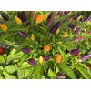 Bolivian Rainbow Ornamental Purple Pepper Premium Seeds for Planting Packet