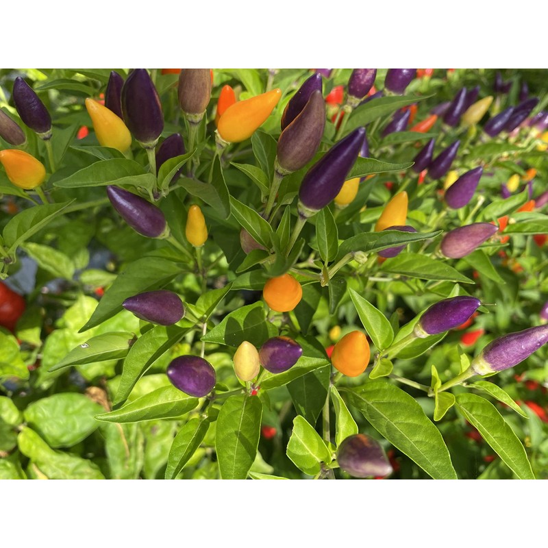 Bolivian Rainbow Ornamental Purple Pepper Premium Seeds for Planting Packet