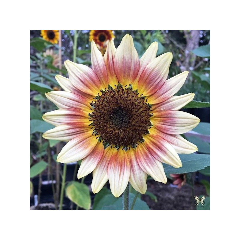 20 Gypsy Charmer Sunflower Seeds/ Triple Color Explosion