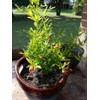 Bonsaiboy Flowering Dwarf Pomegranate - Small Punica Granatum Nana