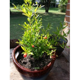 Bonsaiboy Flowering Dwarf Pomegranate - Small Punica Granatum Nana