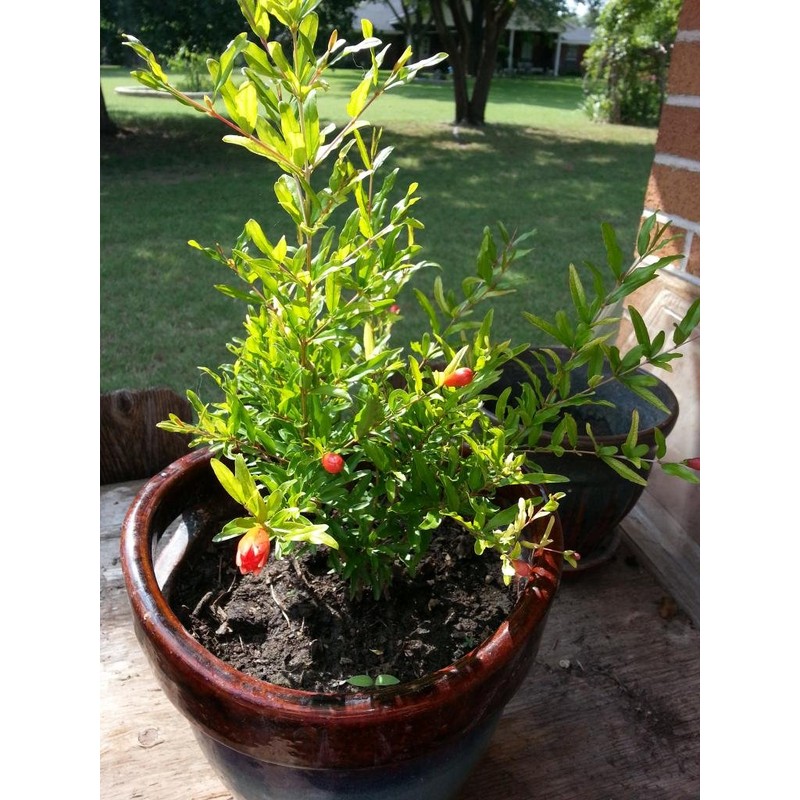 Bonsaiboy Flowering Dwarf Pomegranate - Small Punica Granatum Nana