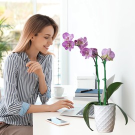 Plant Support, Trellis Aid, Pack of 40 Plant Sticks, Plant Stakes with 40 Adjustable Buckle, 25 Connectors and 1 Roll x 2 Metres of Velcro, Plant Support for Support Vegetables and Flowers (106 Pieces