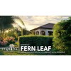 Bamboo Fernleaf | 1 Extra Large 3 Gallon Plant |
