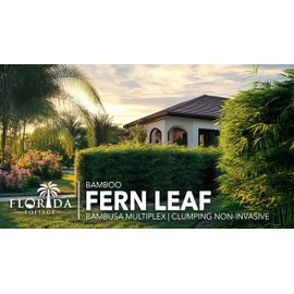 Bamboo Fernleaf | 1 Extra Large 3 Gallon Plant | Bambusa multiplex | Clumping Bamboo Privacy Screen | Fast Growing Hedge Windbreak Gardens Walkways Borders Decorative Accent Garden Feature Zone