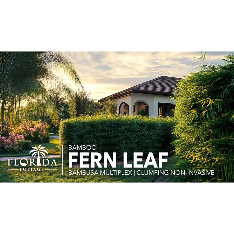 Bamboo Fernleaf | 1 Extra Large 3 Gallon Plant |