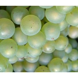 Generic White Niagara Grape-Sweet Grapes-20 Seeds Organic from Pennsylvania, Whitish Green