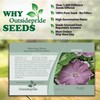Outsidepride 50 Seeds Annual Ipomoea Nil Morning Glory Chocolate Climbing