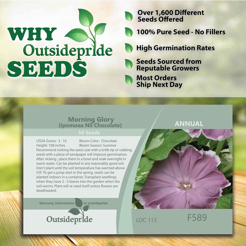Outsidepride 50 Seeds Annual Ipomoea Nil Morning Glory Chocolate Climbing