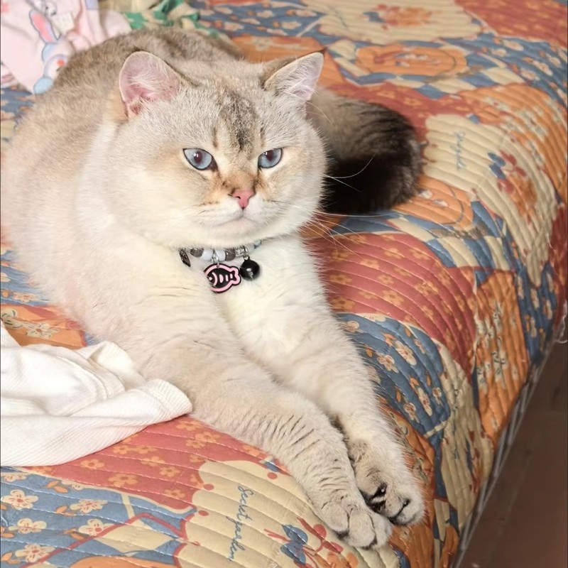 Hjvvr Cat Collar With Bell,Breakaway Pet Collar,Black Theme Fish Collar