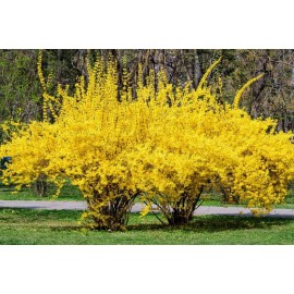 CZ Grain Weeping Forsythia Bush Seeds for Planting (50 Seeds) - Forsythia suspensa