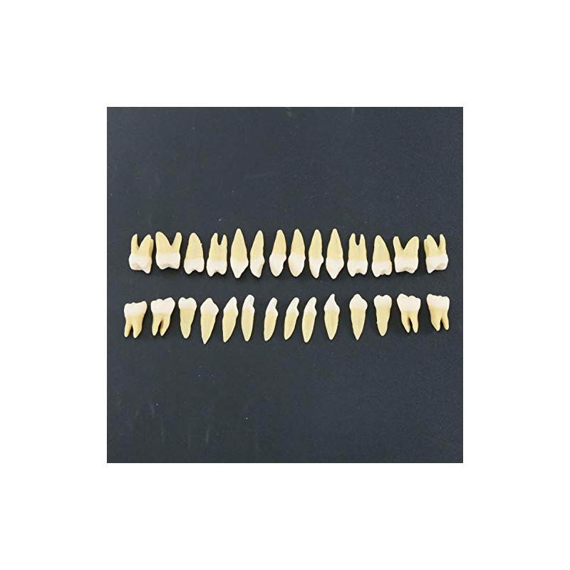 1 caja de dientes modelo dental modelo 28 piezas 1:1
