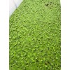 Live Dwarf Water Lettuce - Pistia Stratiotes, Floating Aquarium Plants