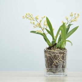 Phoenix Vine 3.5 Inch Clear Acrylic Planter Pot with Tray, Orchid Pot with Drainage Holes, Deep Saucer for Bottom Watering, Transparent Containers for Indoor Plants, Herbs, Set of 3, 91-A-D-3