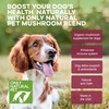 Only Natural Pet Mushroom Blend Immune System Support Supplement for