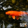 CrystalClear Algae D-Solv Pond Algae Control, Fast-Acting EPA Registered Algaecide,