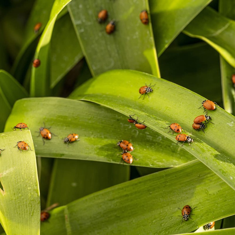 1500 Pre-Fed Live Ladybugs | BuddyBugs | Hippodamia Convergens |