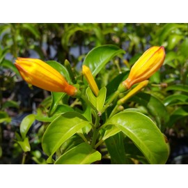 Bahama Firebush Plant Hamelia cuprea Yellow Orange Flowers Attract Hummingbirds Starter Size 4 Inch Pot Emeralds TM