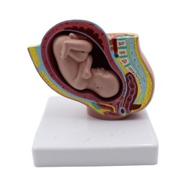 Nicear Schwangerschaft 9 Monate Baby Fötus Modell Harz Schwangerschaft Weibliches Becken Modell Klare Struktur Entwicklungsmodell