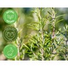 Rosemary Essential Oil – 1/2 fl oz (15 ml) Glass