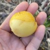 Unbranded Tori White Loquat Scions/Cuttings for grafting 3 ea -
