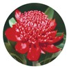Australian Bush Flower Essences Waratah 15ml
