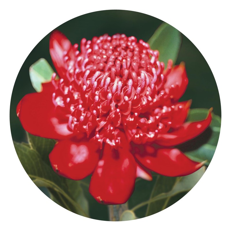 Australian Bush Flower Essences Waratah 15ml