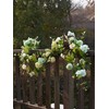 MISSPIN 5.9Ft Eucalyptus Garland with Flowers, Artificial Fake Flower Greenery