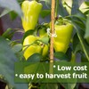 Hillylolly Pack of 300 Plant Clips, Tomatoes, Tomato Clips, White,