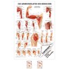 Sport-Tec Arm Muscles Mini Poster Anatomy 34 x 24 cm