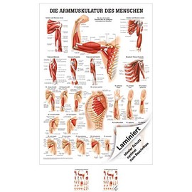 Sport-Tec Arm Muscles Mini Poster Anatomy 34 x 24 cm Medical Teaching Aid