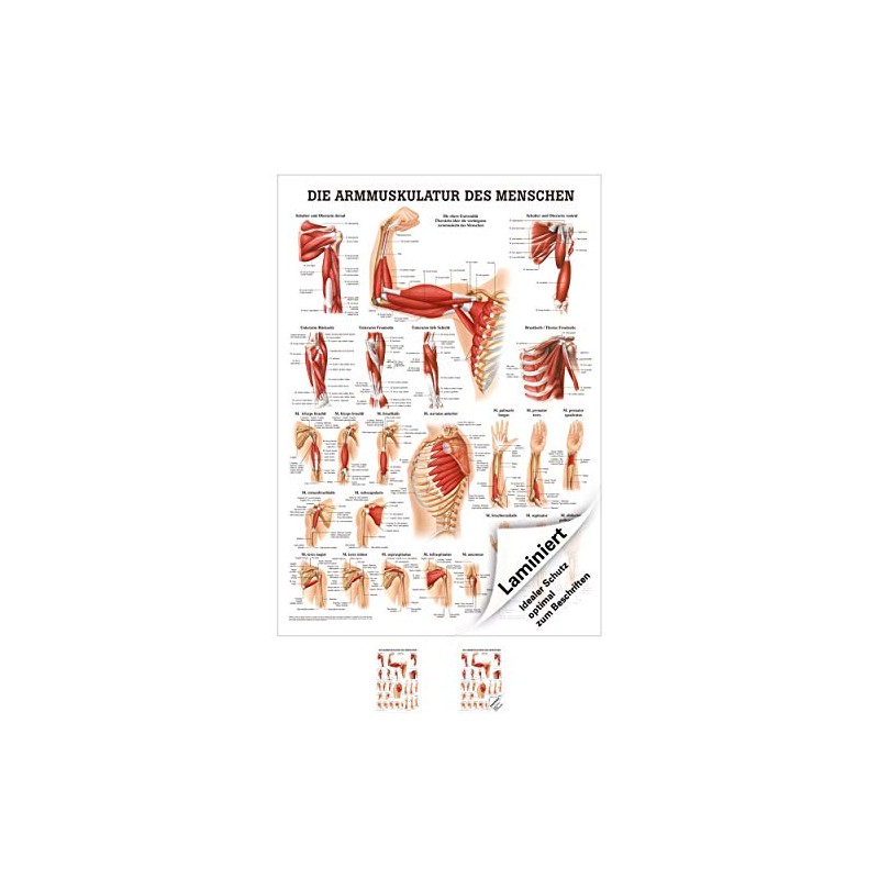 Sport-Tec Arm Muscles Mini Poster Anatomy 34 x 24 cm